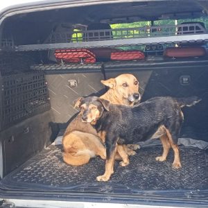 Molle (Молле) органайзер для багажника Toyota FJ Cruiser